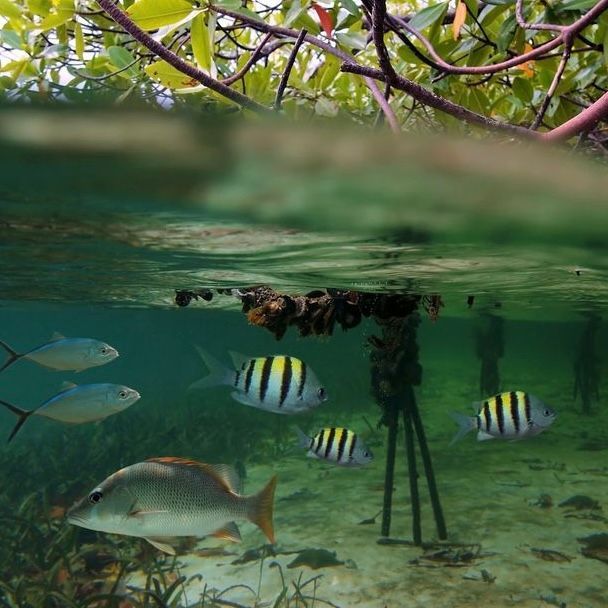 Mangrove-tree-ecosystem