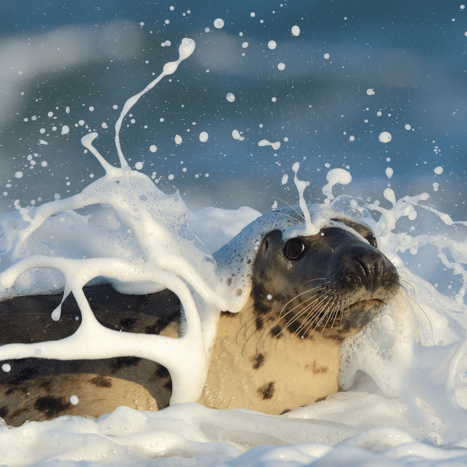 Add_Impact_To_Your_Inbox_OceanGeneration_Newsletter