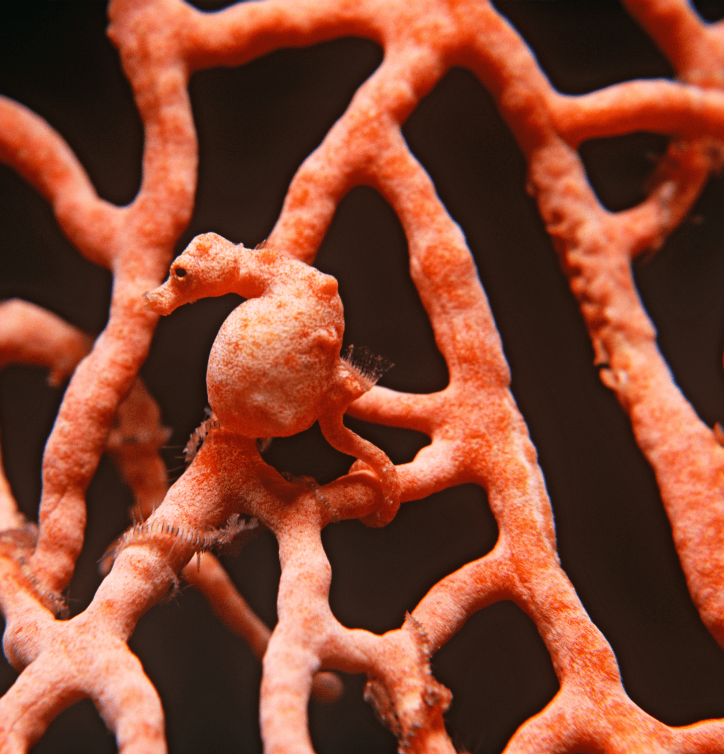 Partners page donation section