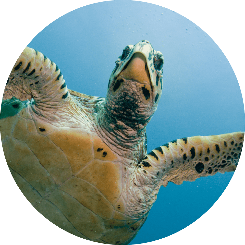 ScienceHub-WeSayOceanNotOceans