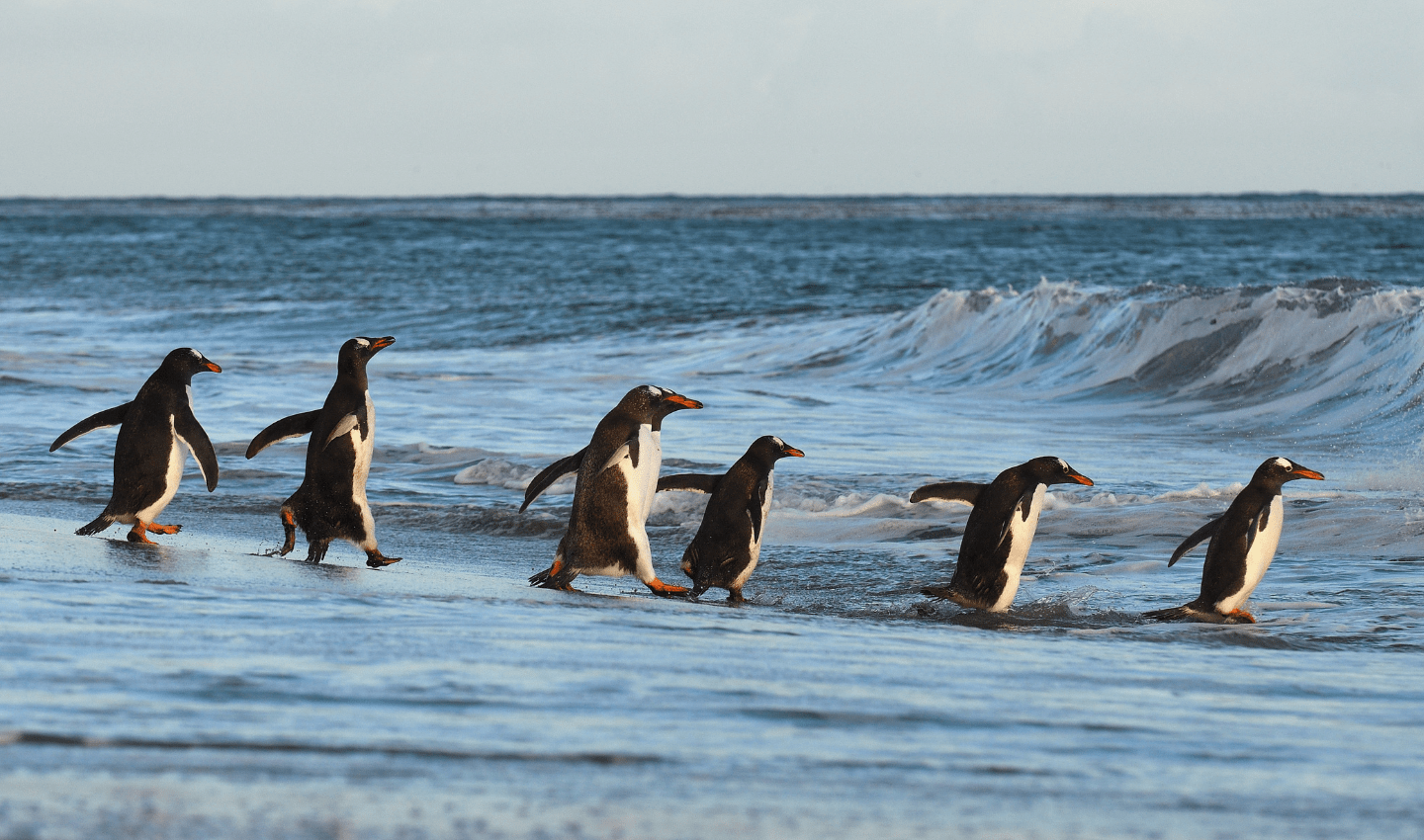 homepage-donate-to-ocean-generation