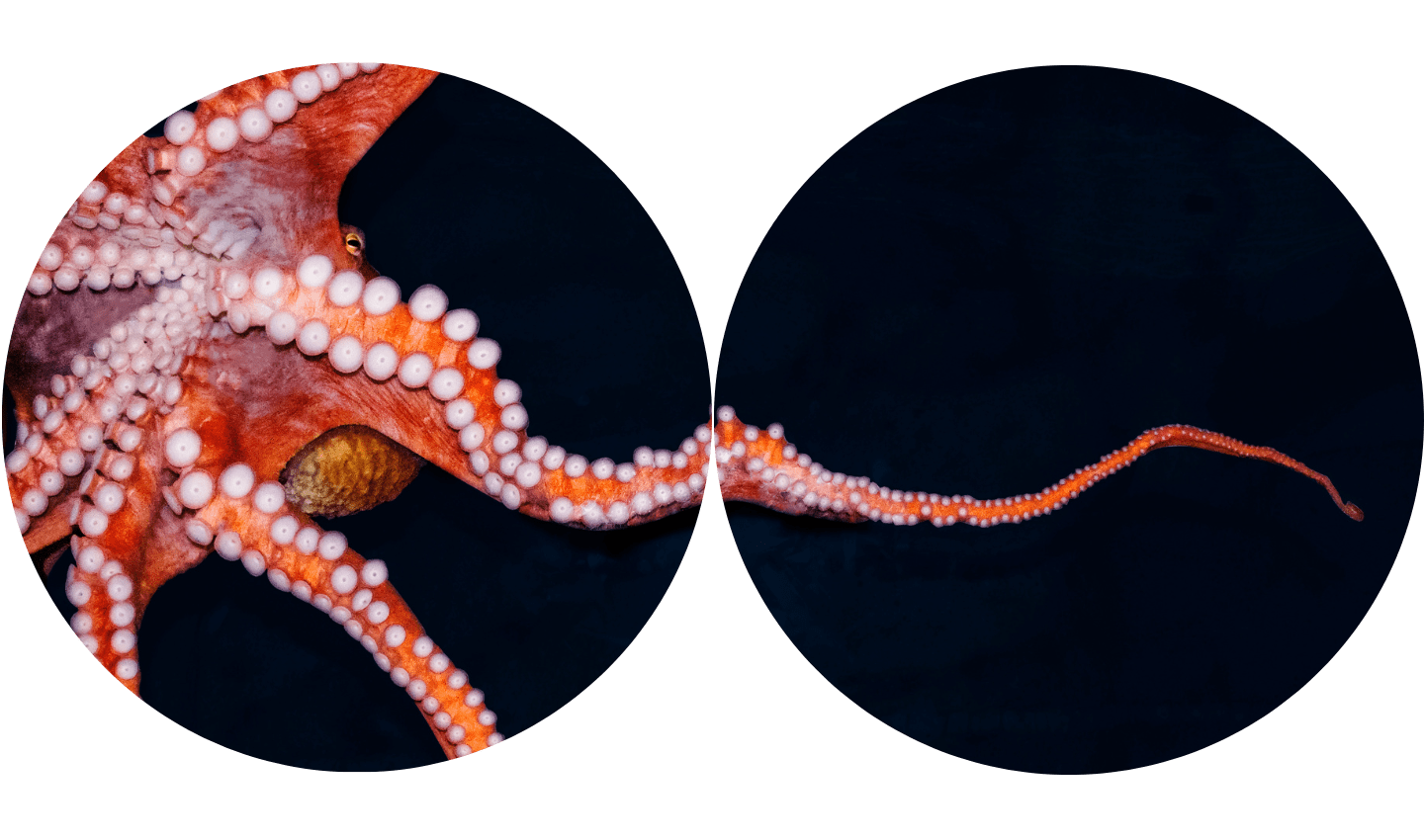 subscribe-for-Ocean-science