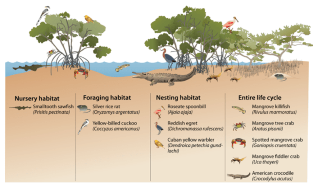 What species live in mangrove forests? Animals use mangroves as a nursery, foraging and nesting habitat. Some species like tree crabs, spotted mangrove crabs and crocodiles spend their whole lives in mangrove forests.