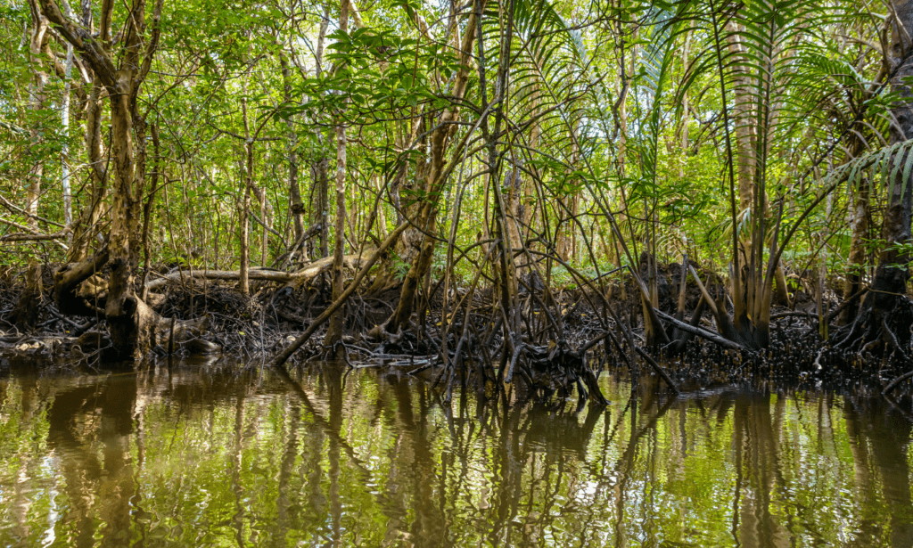 Mangrove trees in Indonesia. The mangroves - a coastal ecosystem - are vital climate change heroes. Here, they are near a body of water. Uniquely, mangroves can be found in coastal and fresh water environments.