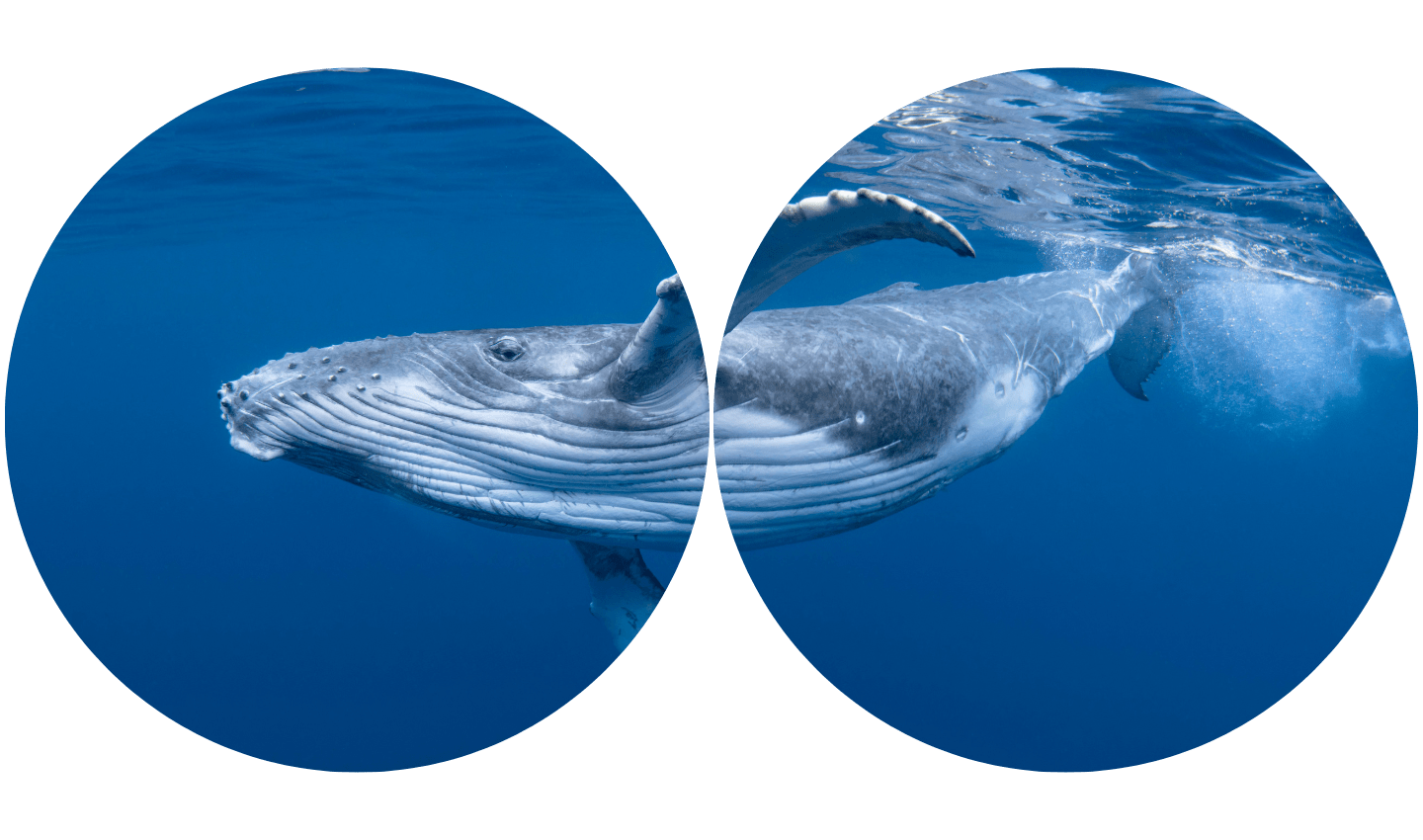 whale_Ocean_Generation (1)