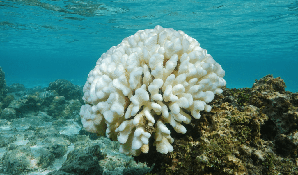 Coral in the Ocean experiencing coral bleaching. Corals turn white when they're bleached.