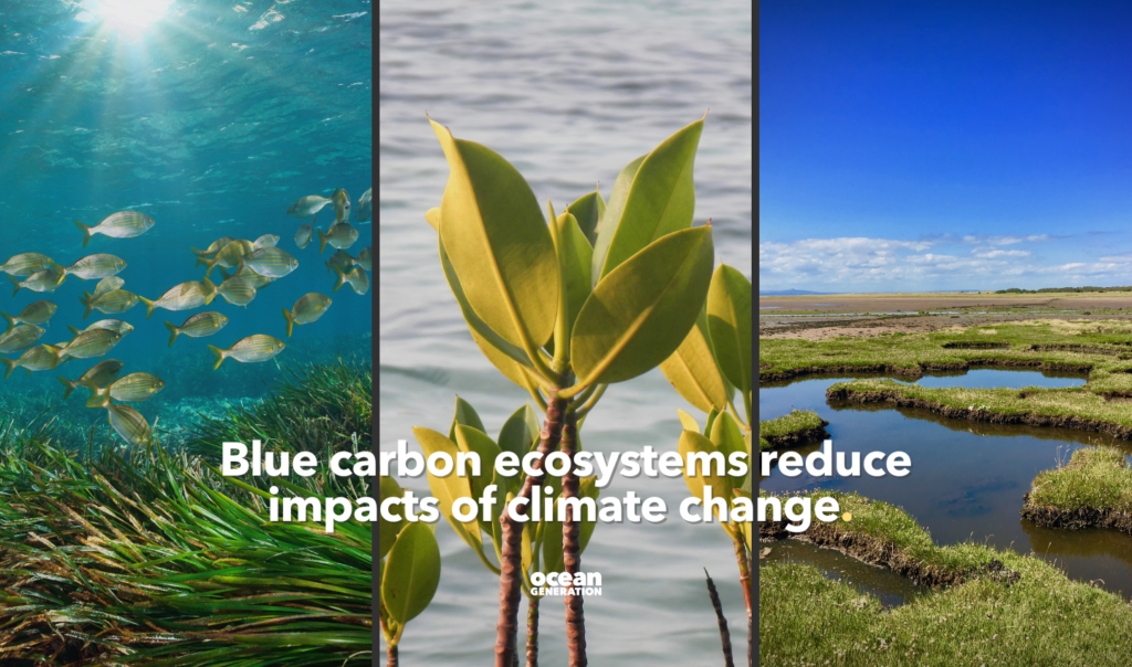 Blue carbon ecosystems reduce impacts of climate change. What are blue carbon ecosystems? Blue carbon is any carbon stored by the Ocean so blue carbon ecosystems are ecosystems that make that carbon storage in the Ocean possible. Examples include mangrove trees, salt marshes and sea grass meadows.