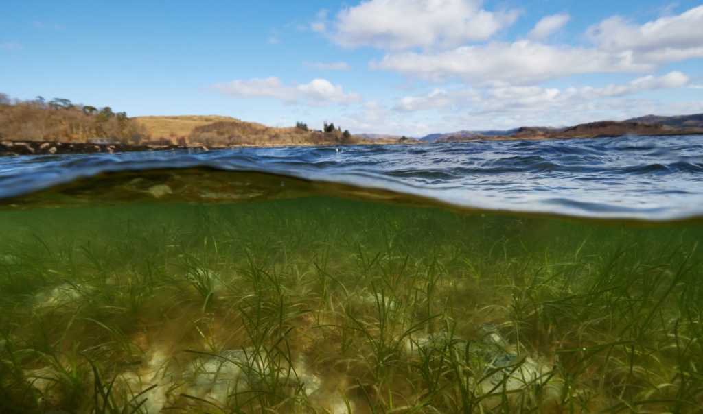 A seagrass meadow in Scotland part of the Seawilding marine conservation project. Image by Philip Price / Seawilding shared via Ocean Generation's Wavemaker Stories.