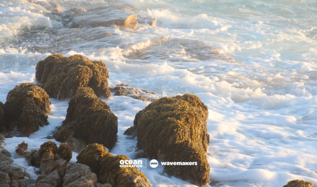 A growing awareness in South Africa has led to the establishment of marine protected areas.