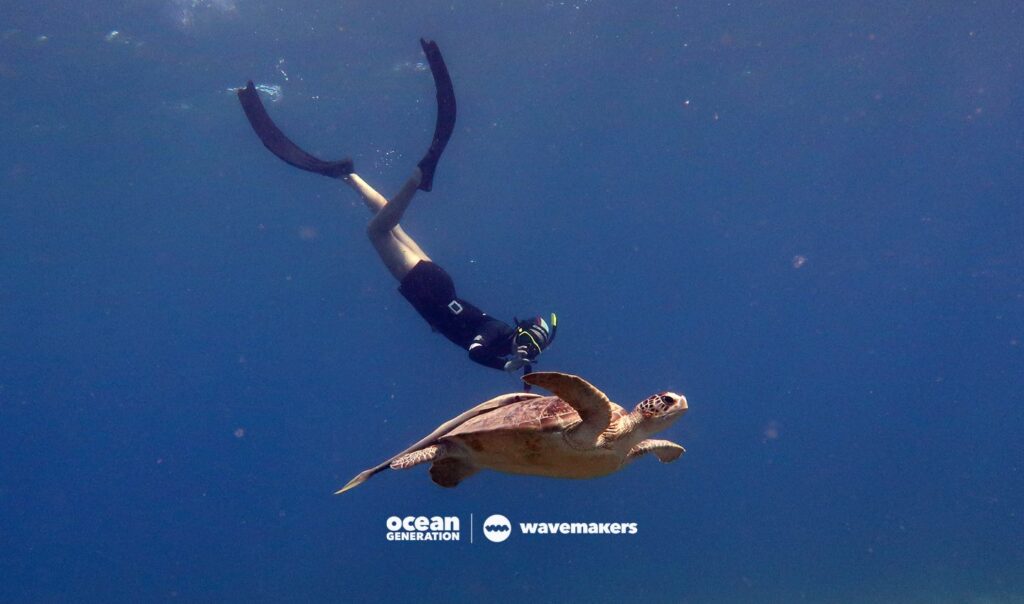 A member of the TurtleWatch team photographing a green sea turtle. The photo will later be used to identify the turtle and update their database.