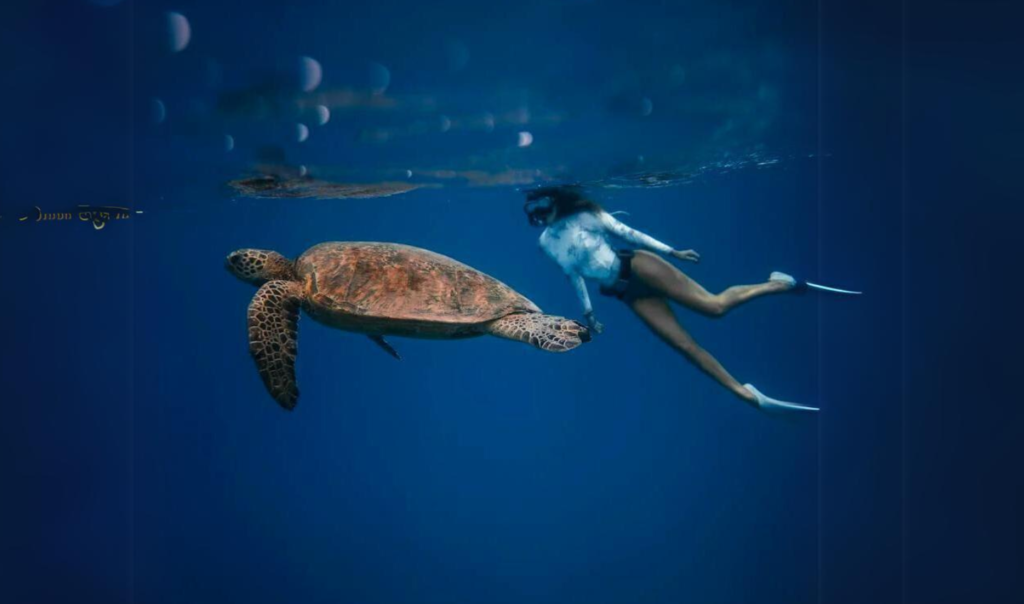 Sea turtle monitoring at the Red Sea, a Wavemaker Story by Serag Heiba. Posted by Ocean Generation, leaders in Ocean education.