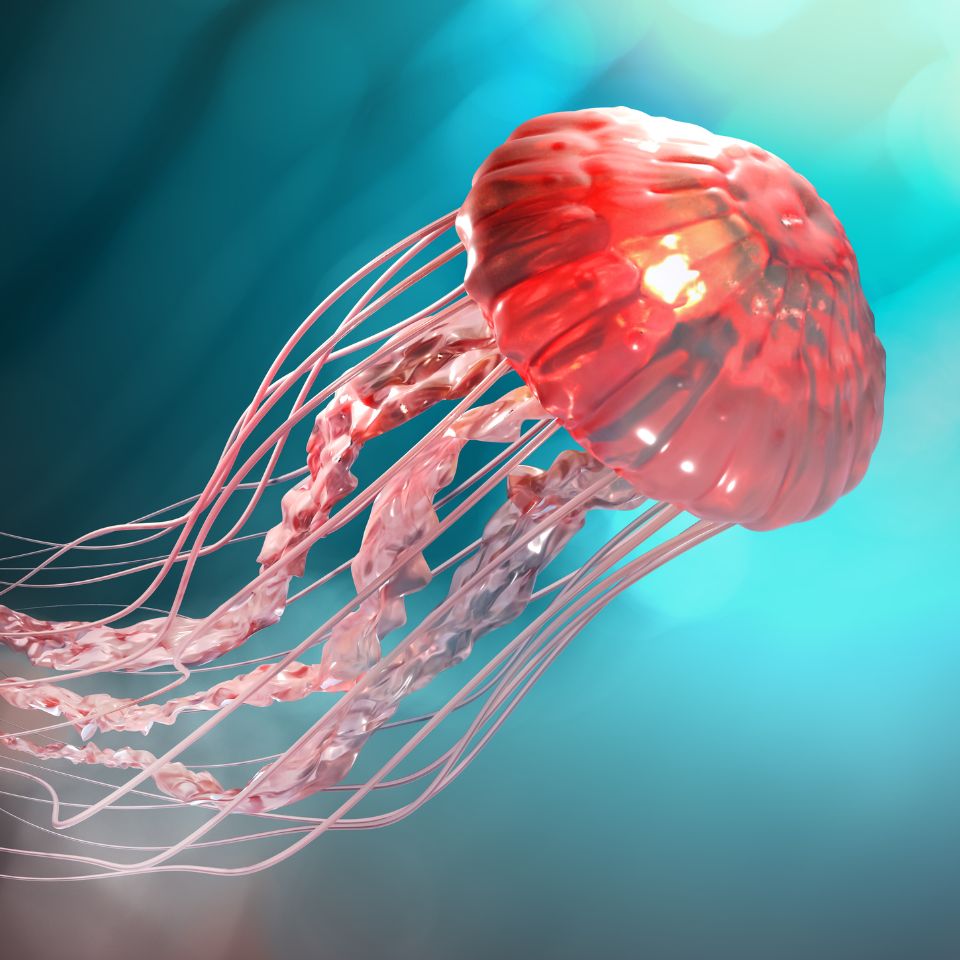 Squares - New Website