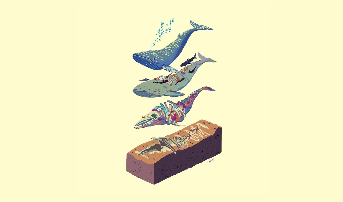 What happens after a whale dies? Posted by Ocean Generation.