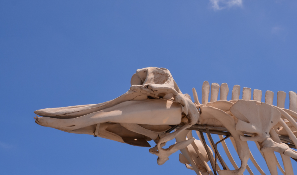 A whale's death is called a whale fall. Posted by Ocean Generation.