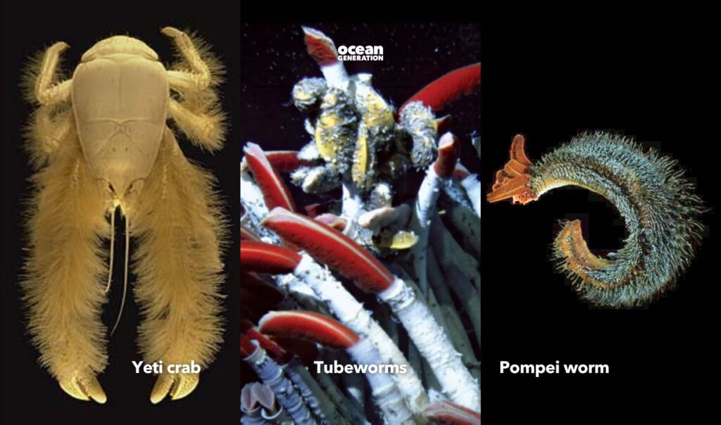 Some Ocean creatures specifically adapted to these conditions.