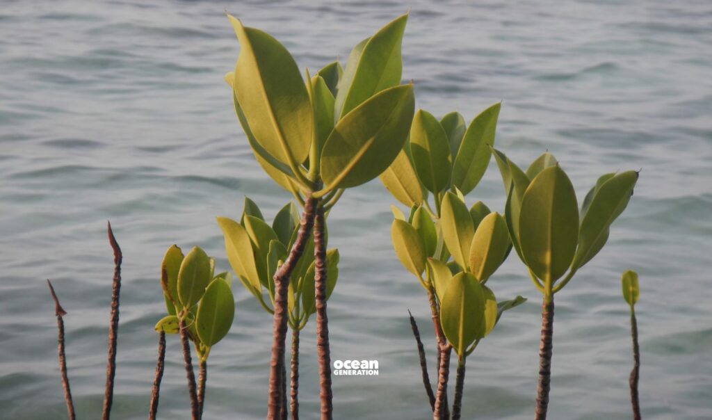 Interest in nature based solutions have surged lately. Posted by Ocean Generation, leaders in Ocean education.