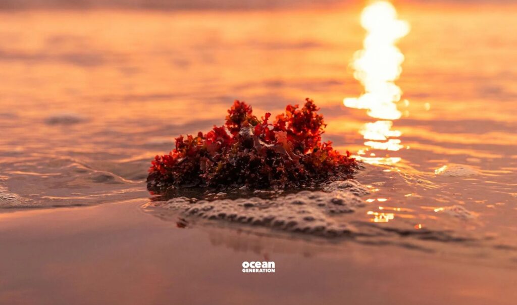 Irish Moss reflects sunlight to protect from harmful UV rays