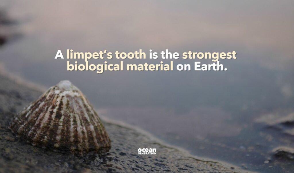 Limpets seal themselves agains hard substrate in the intertidal zone