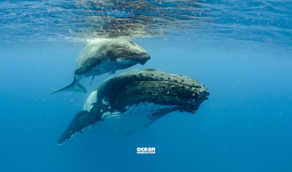 Humpback whales migrate to warmer waters in the Ocean to breed