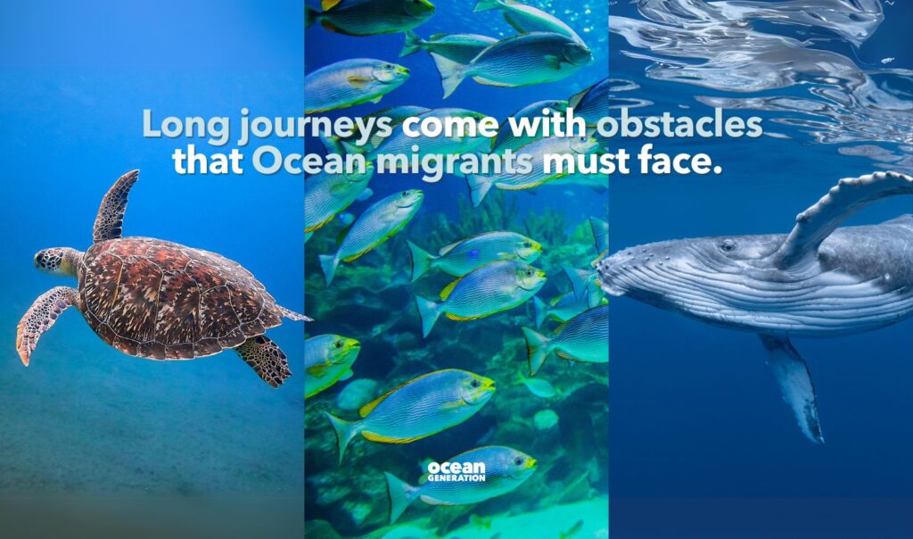 Long journeys across the Ocean come with many challenges for migrants. Posted by Ocean Generation, leaders in Ocean education