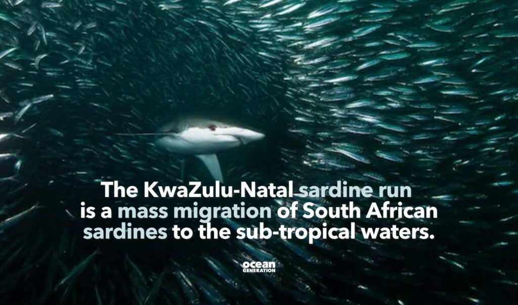 Sardine run is a mass migration of South African sardines in the Ocean