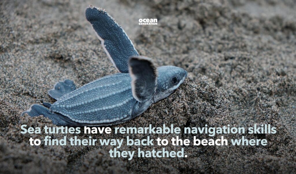 Sea turtles have remarkable navigation skills to migrate across the Ocean