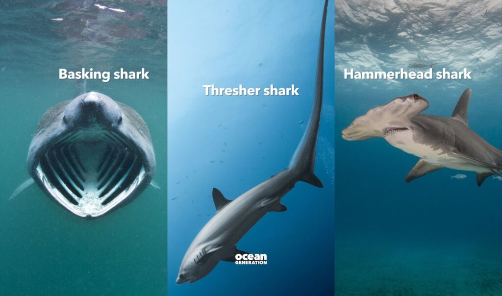 Sharks are one of the most diverse groups of predators
