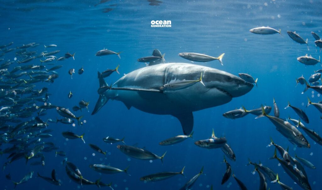 Sharks are vulnerable to overfishing. Posted by Ocean Generation: We're rethinking the shark stereotype