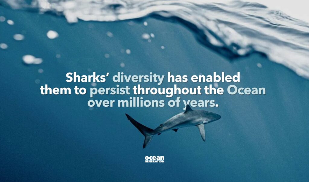 Sharks diversity has enabled them to persist through millions of years. Posted by Ocean Generation: We're rethinking the shark stereotype