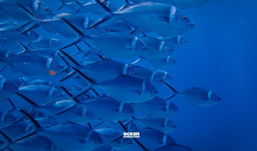 We need to improve the sustainability of fisheries