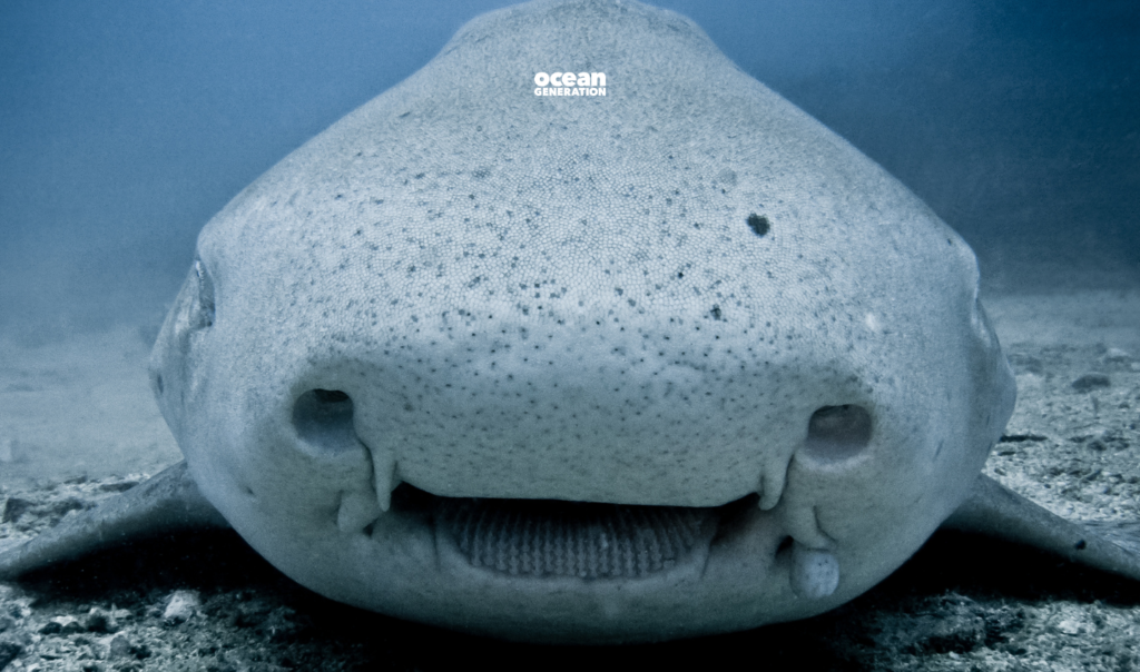 We need to protect sharks