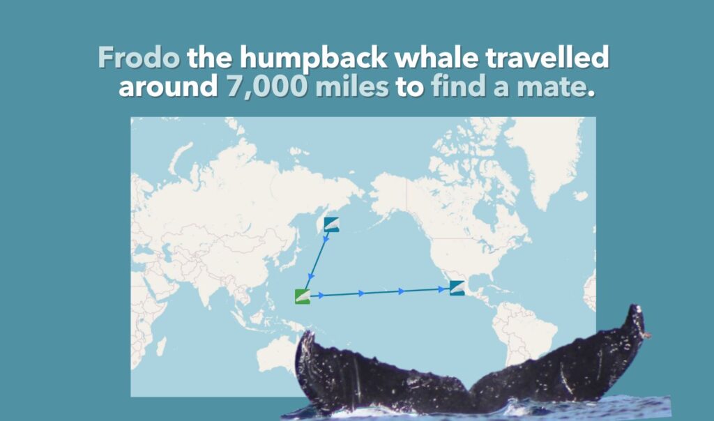 Whales migrate thousands of miles across the Ocean. Posted by Ocean Generation