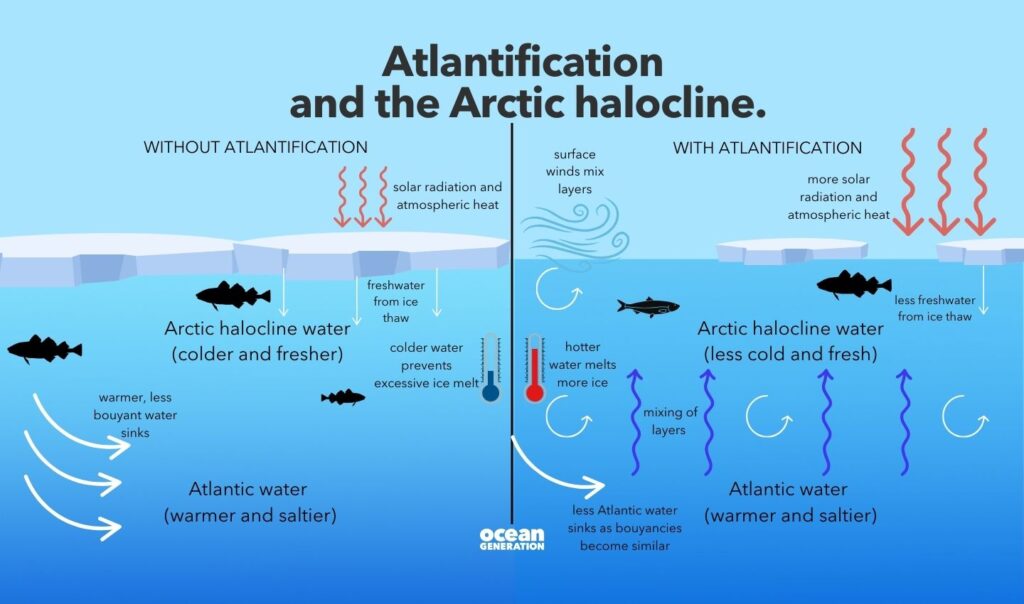 Atlantification
and the Arctic halocline explained by Ocean Generation.