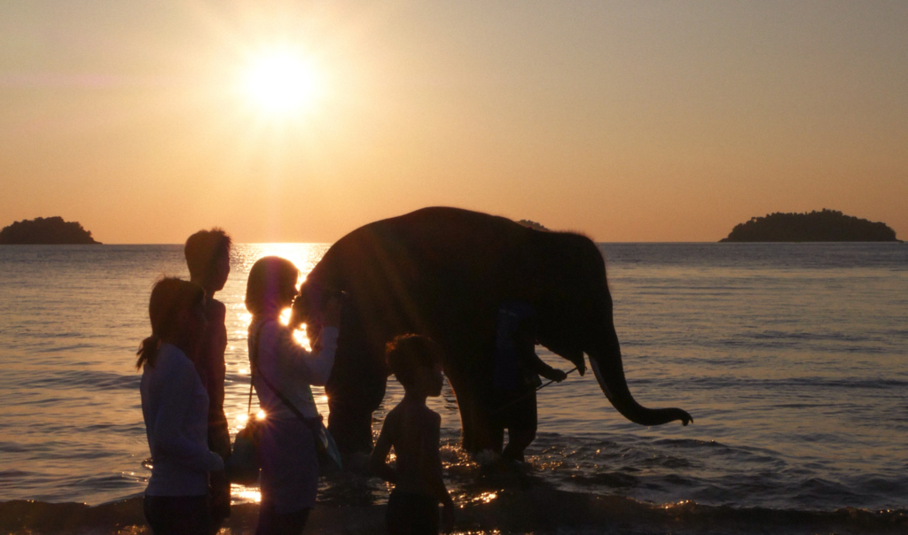 Green tourism and wildlife revival in Thailand. A Wavemaker Story by Ferra, posted by Ocean Generation