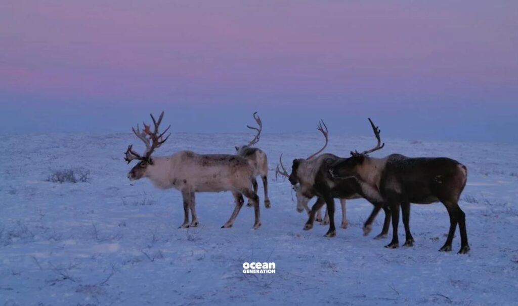 Arctic foxes prey on reindeer calves in Arctic Russia