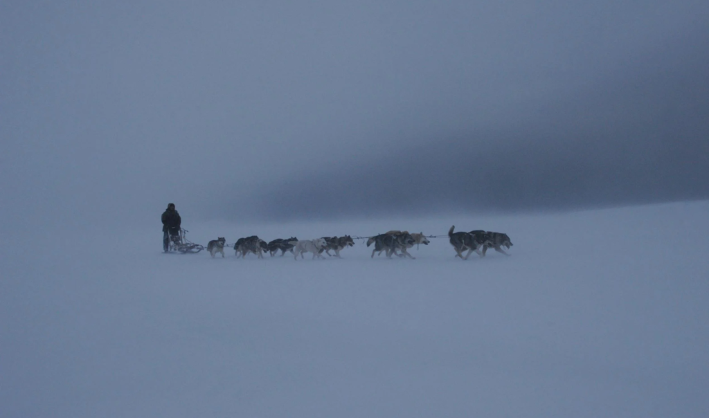 Balancing community and conservation in polar wildlife conflicts