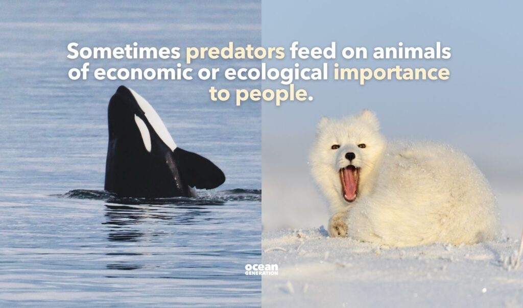 Depredation events often happen in the polar regions. Posted by Ocean Generation