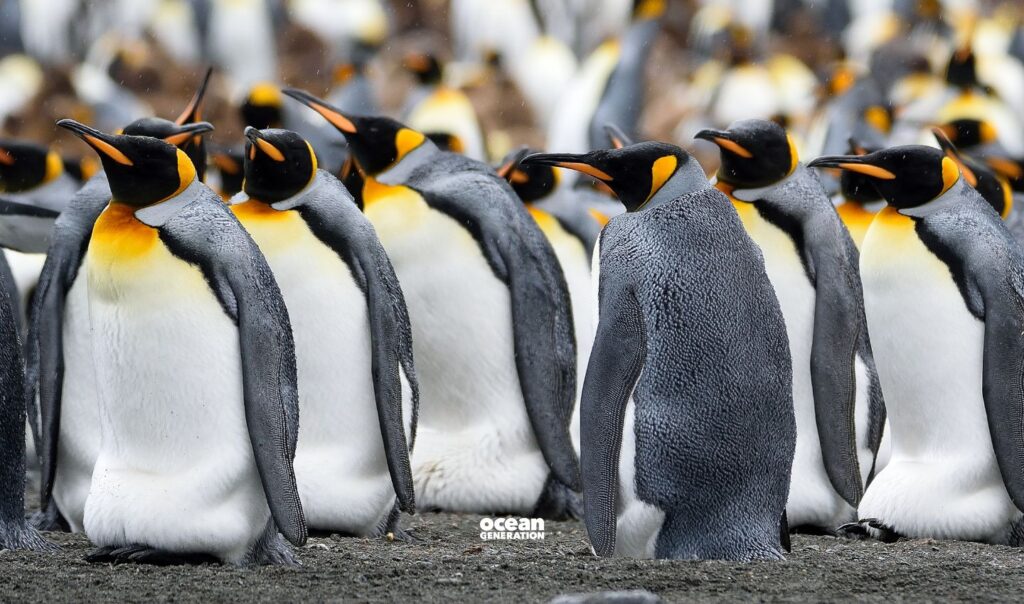 Emperor penguins form huddles to shelter from the cold