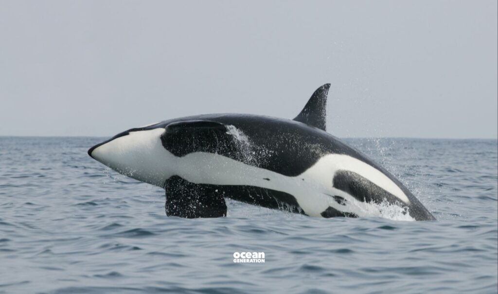 Fisheries-have-several-options-to-minimise-encounters-with-marine-animals