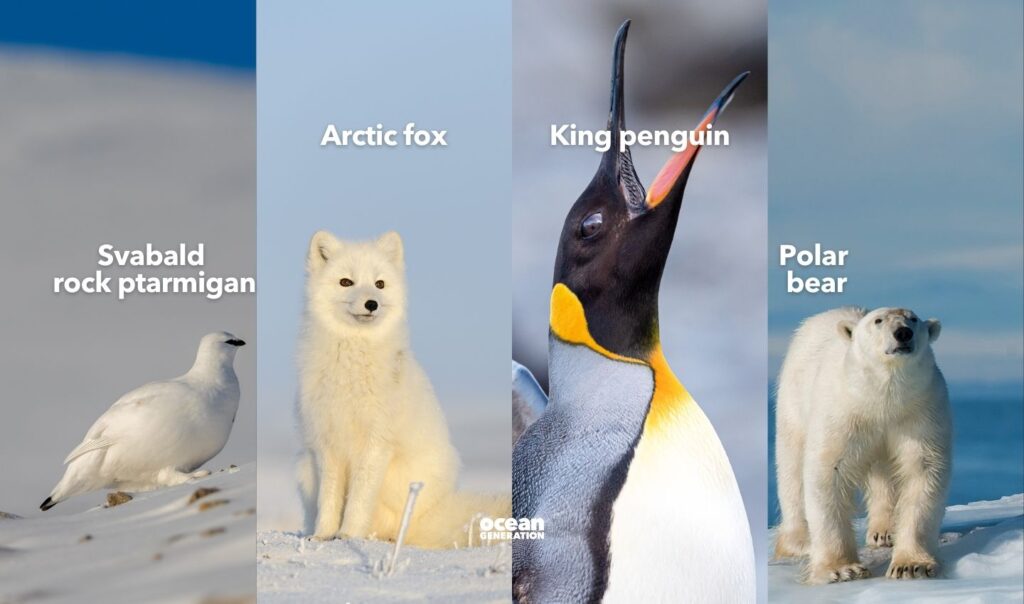 How animals cope with food scarcity in the polar regions