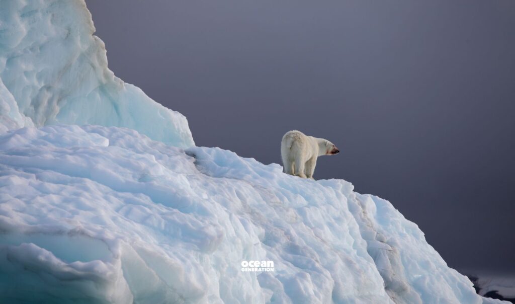 How animals cope with freezing temperatures, explained by Ocean Generation, leaders in Ocean education