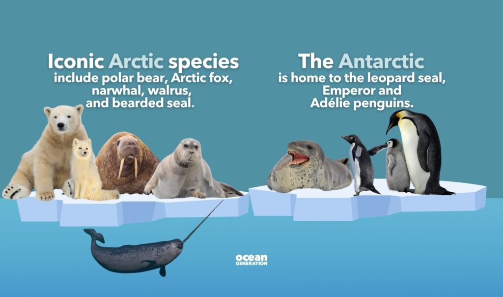 Iconic Arctic and Antarctic animals, posted by Ocean Generation.