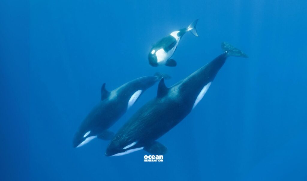 Many polar species use frozen areas as a refuge from orcas, but climate change and shrinking sea ice threatens them. Posted by Ocean Generation