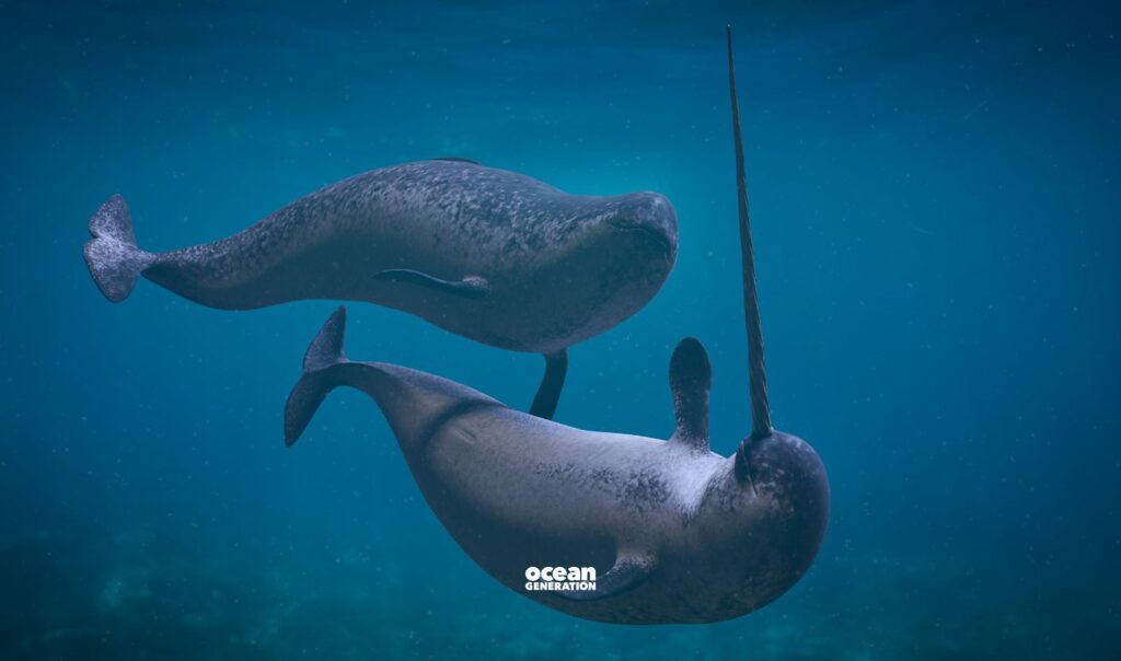 Narwhals depend on breathing holes in the ice to survive