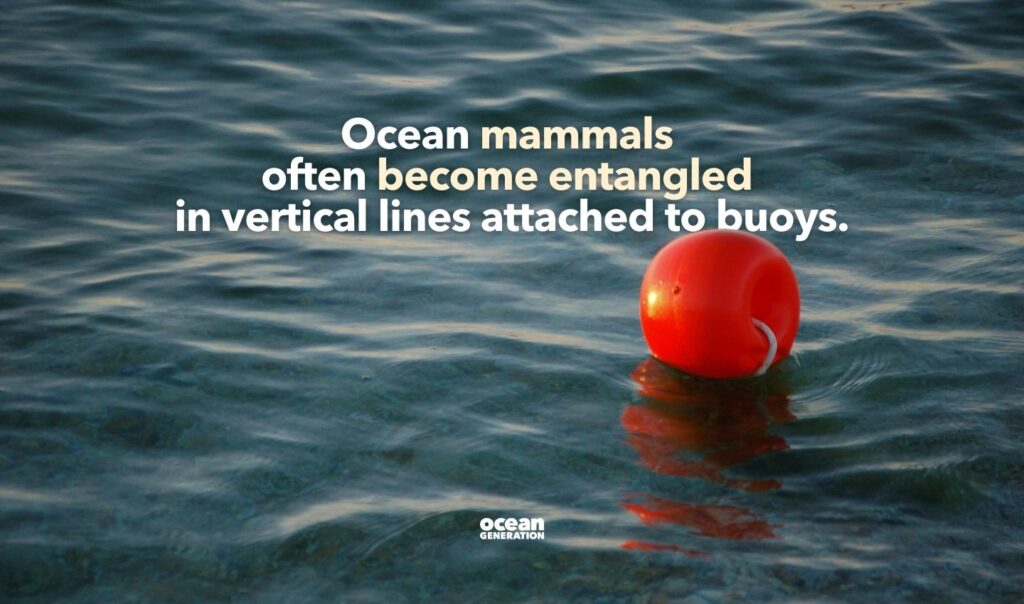 Ocean mammals often become entangled in fishing lines