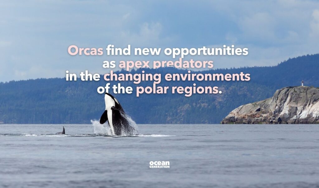 Orcas find new opportunities in the changing polar regions