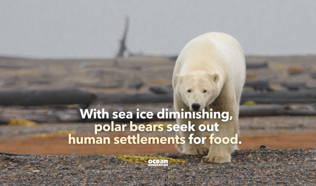 Polar bears often seek out human settlements for food