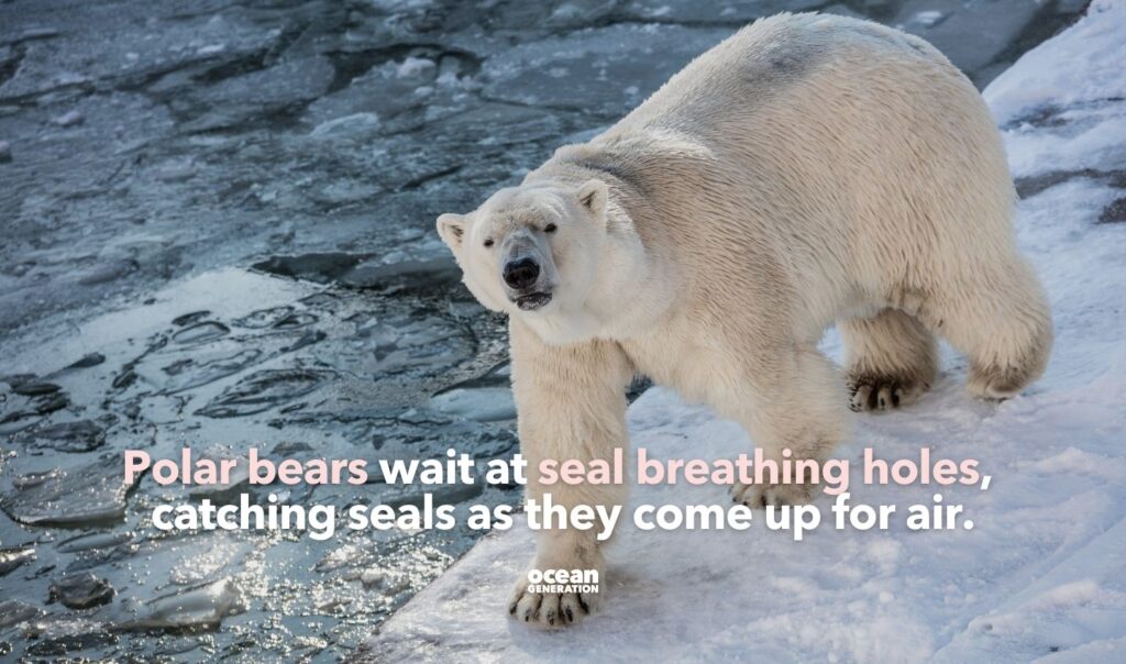 Polar bears wait at seal breathing holes