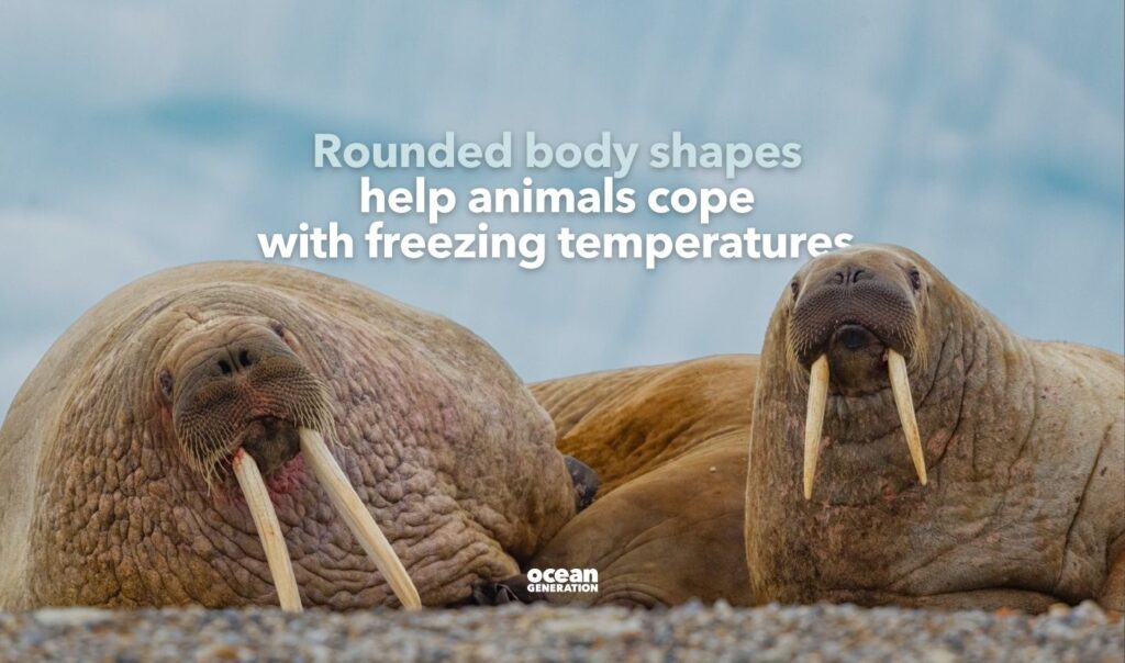 Rounded body shapes help cope with freezing temperatures of the polar regions.
