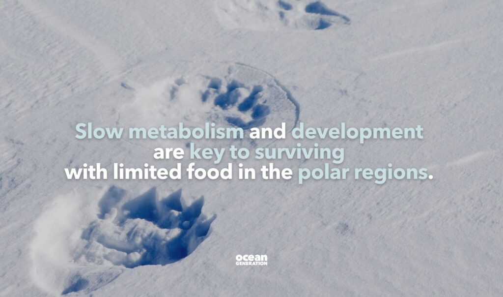 Slow metabolism and development are key to surviving in the polar regions.